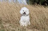 BICHON FRISE 033